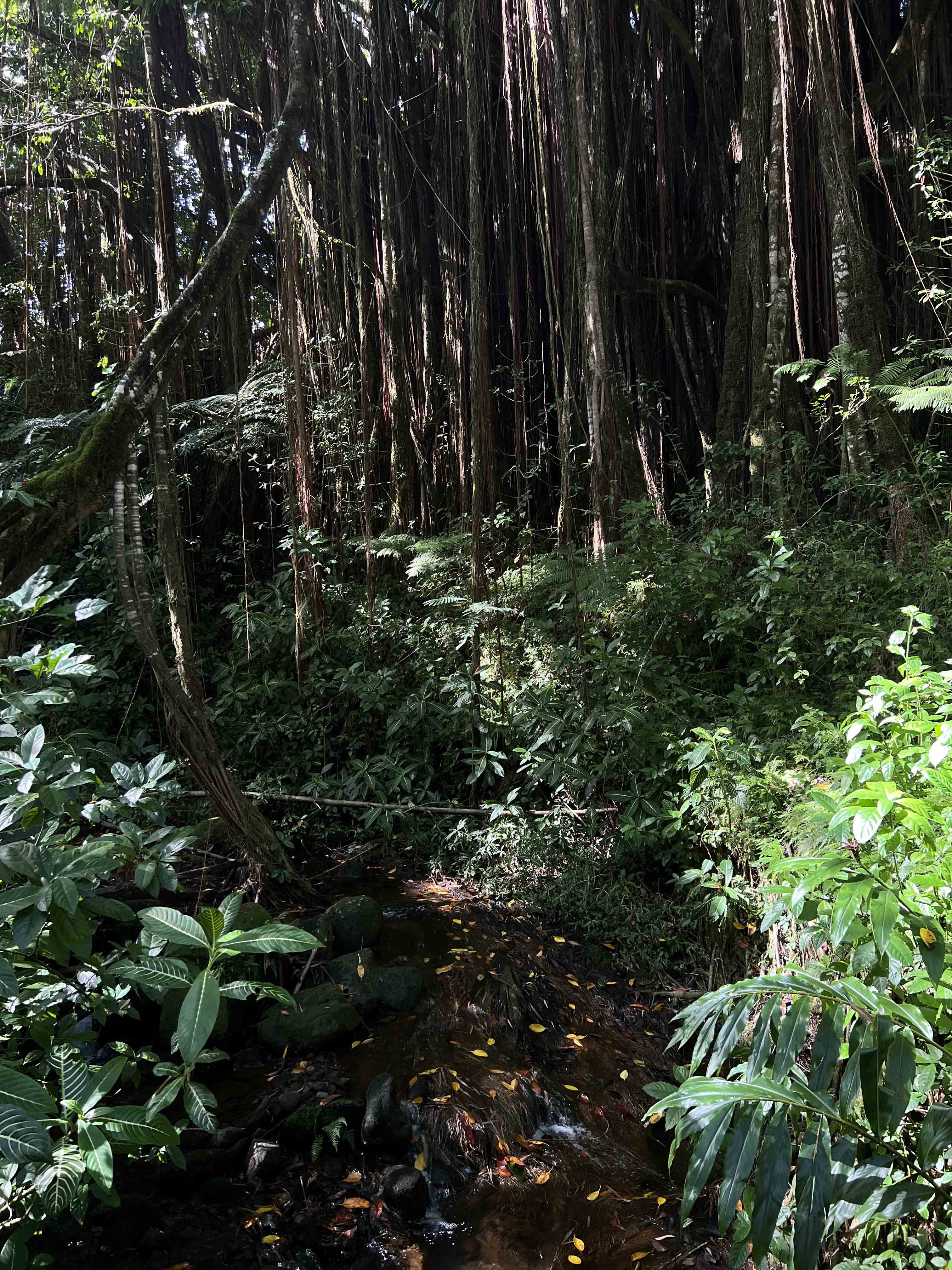 Rainforest vegetation.