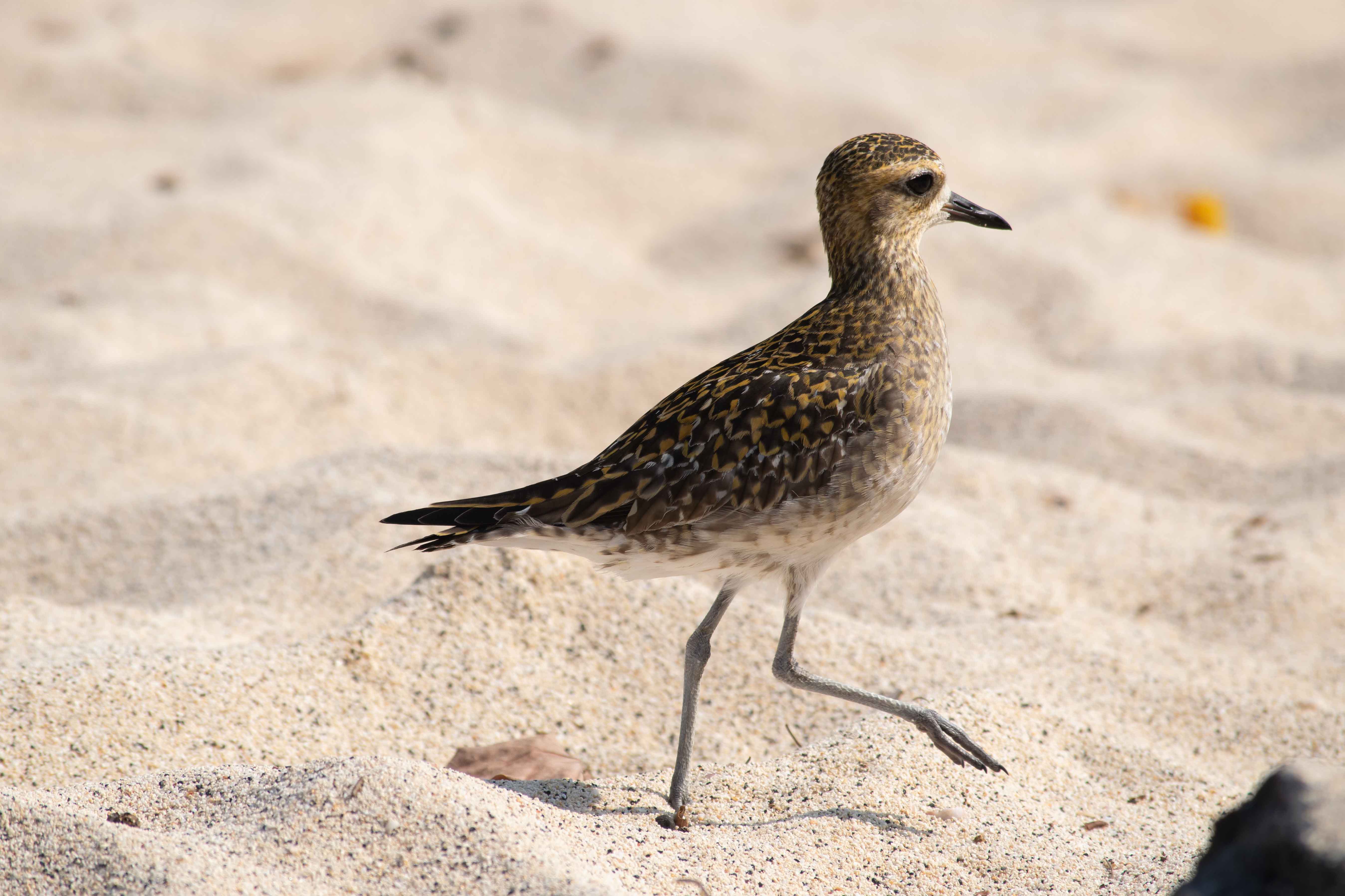 A closeup shot of a small bird hopping around in the sand.