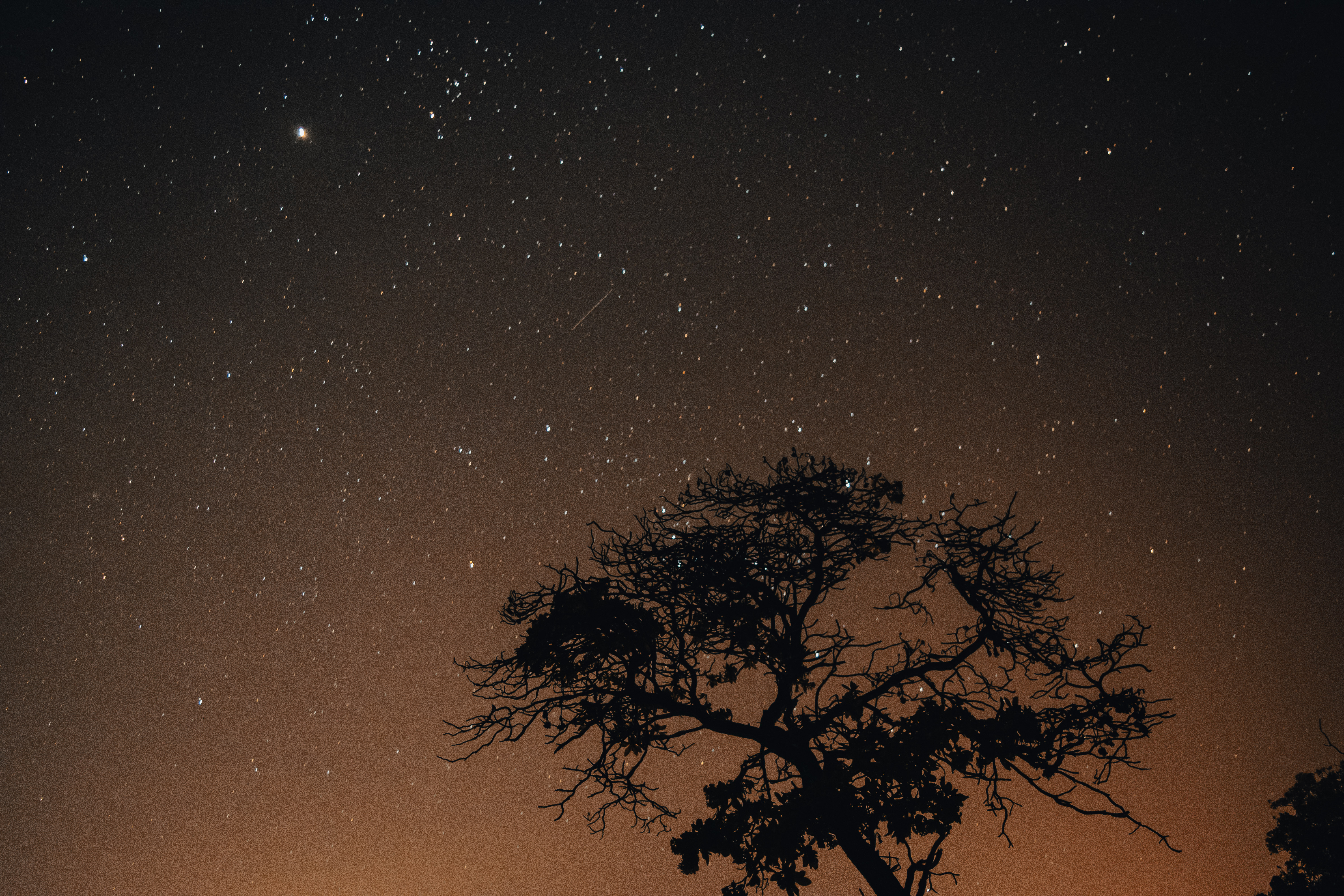 A dead tree with a view of the milky way behind it.