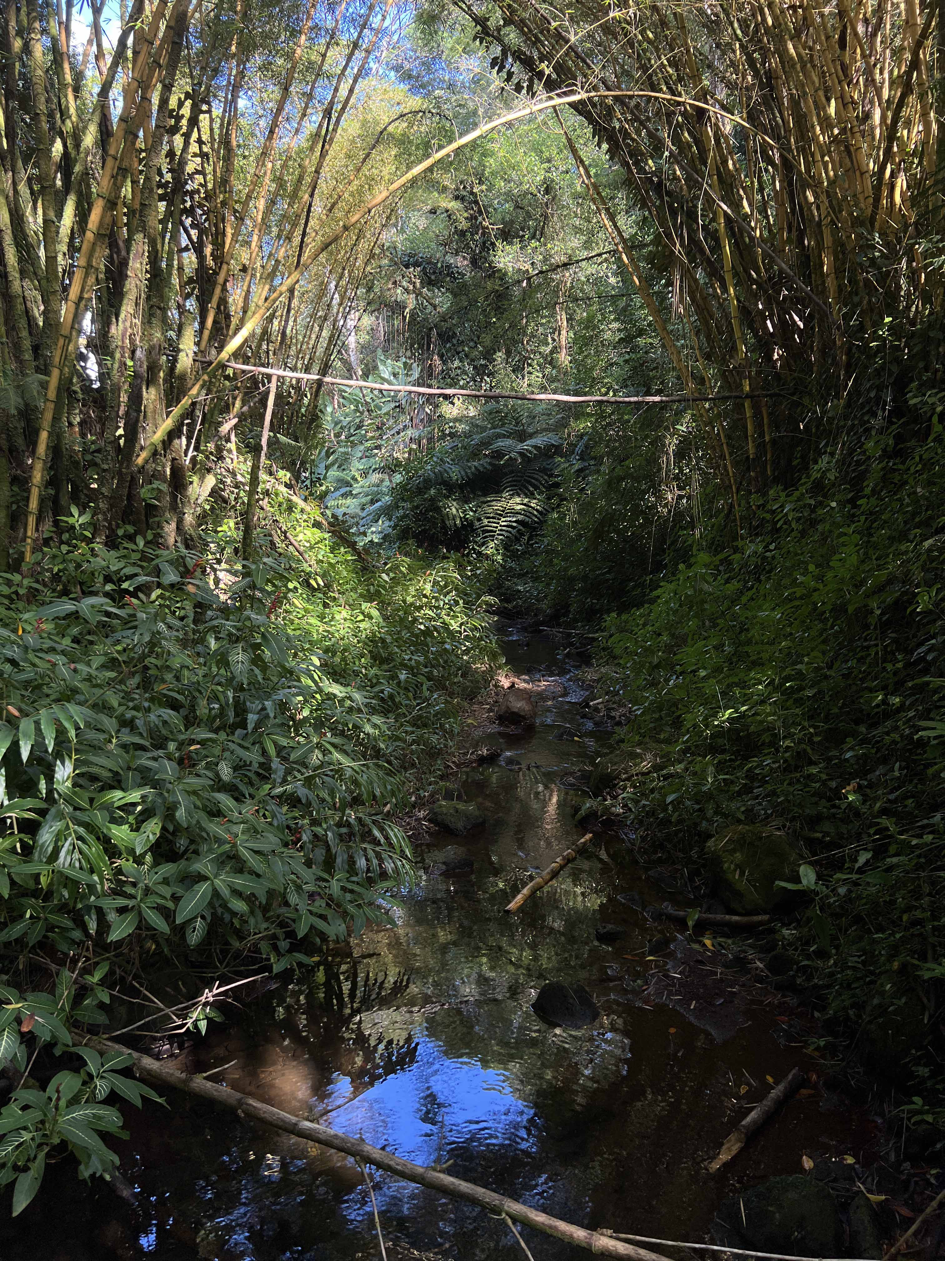A stream running through the rainforest.