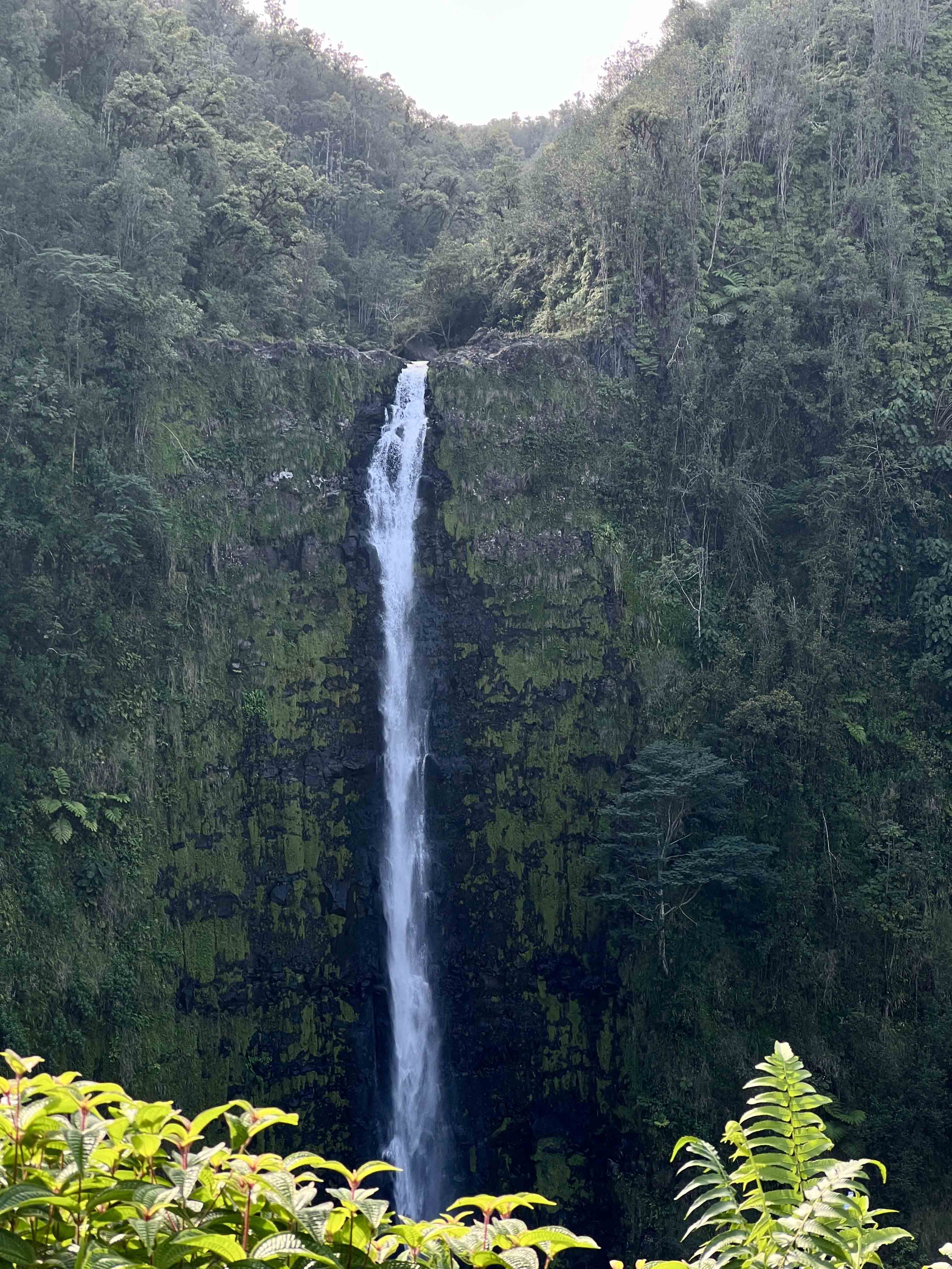 The view of ʻAkaka Falls from the trail.