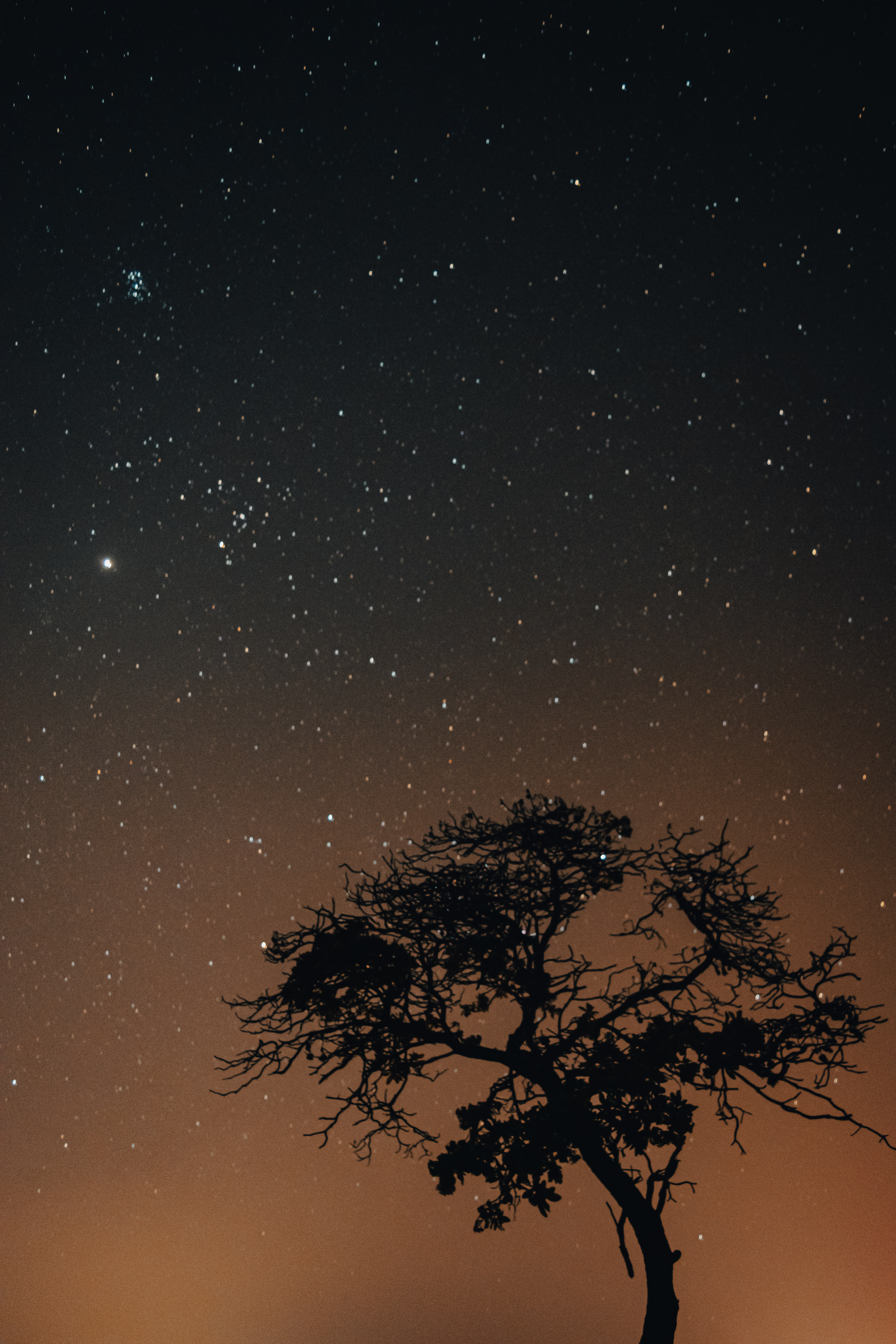 Silloutte of a dead tree with the milky way behind it.