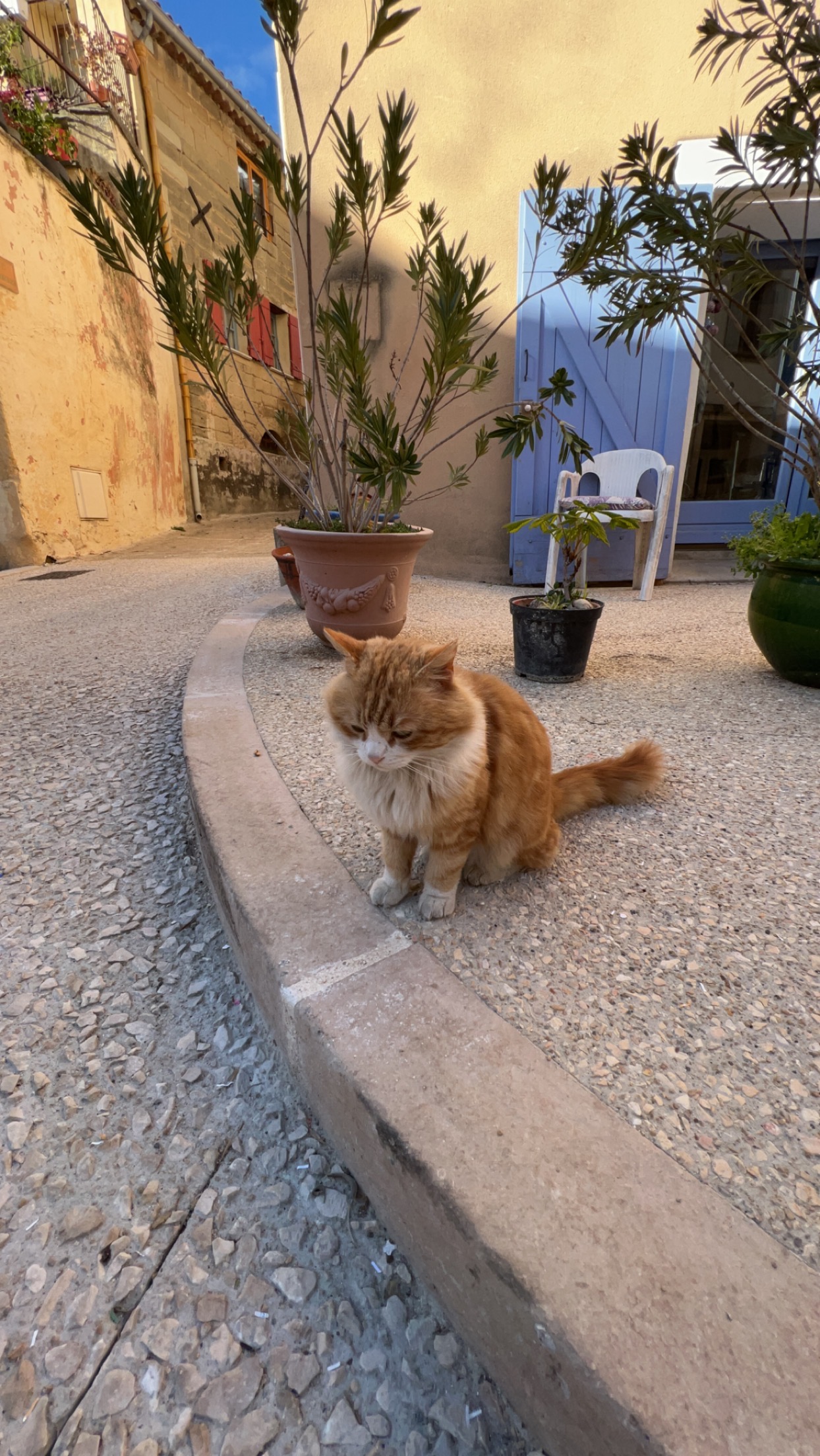 A sleepy orange cat sitting on the curb.