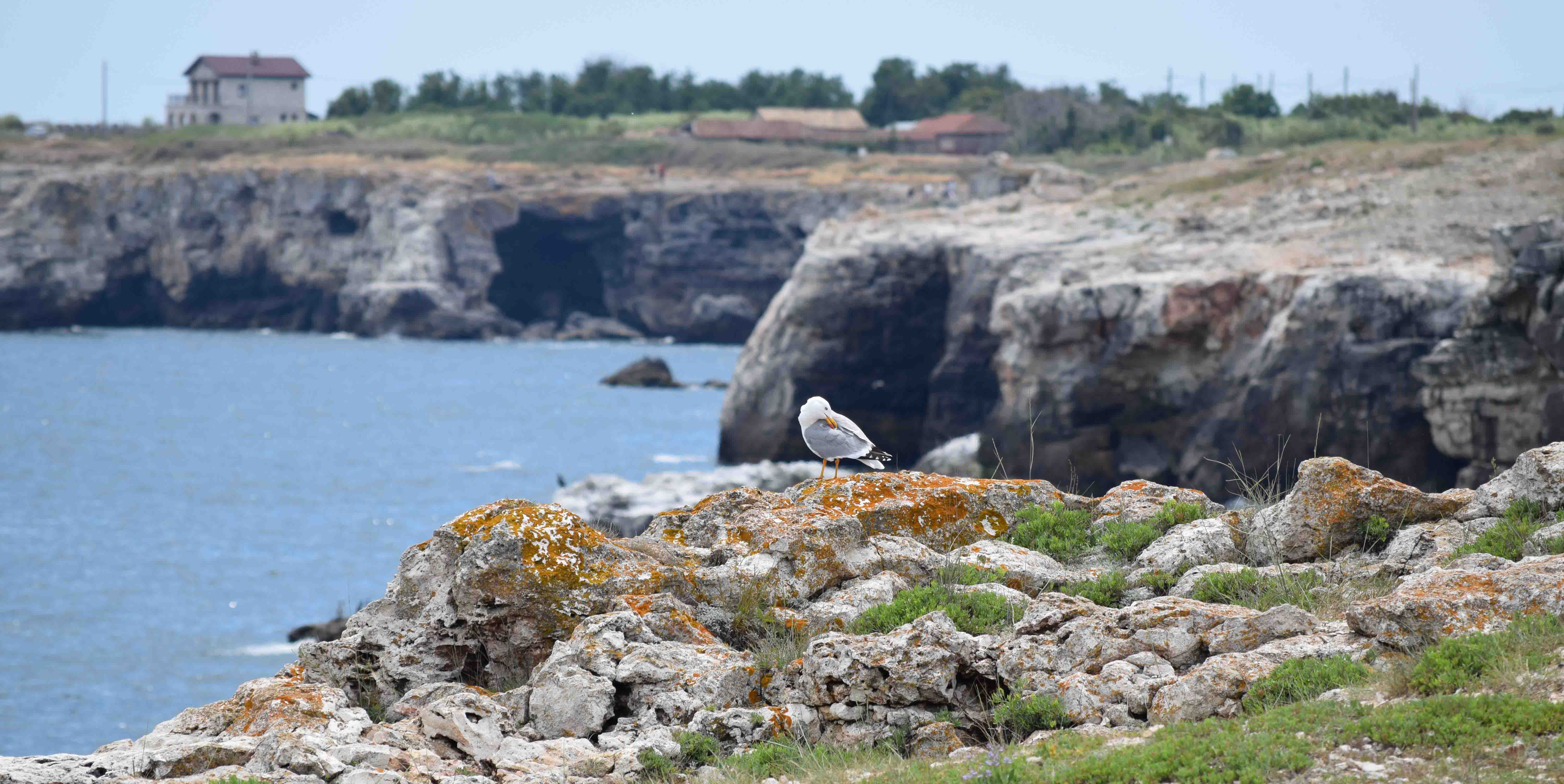 A seagull on the cliffside with the coast and houses in the background.