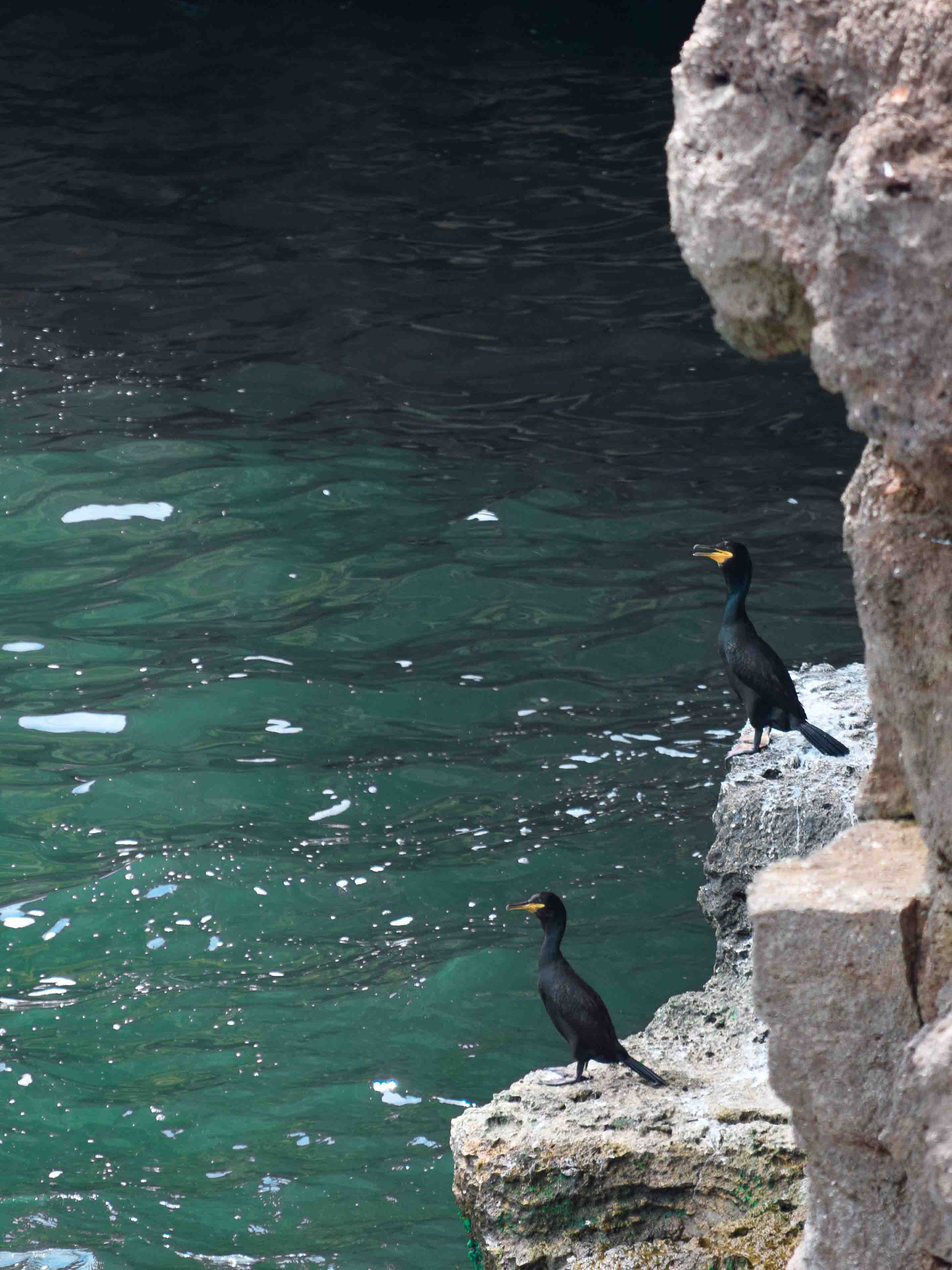 Two black birds with yellow beaks perched near the water.
