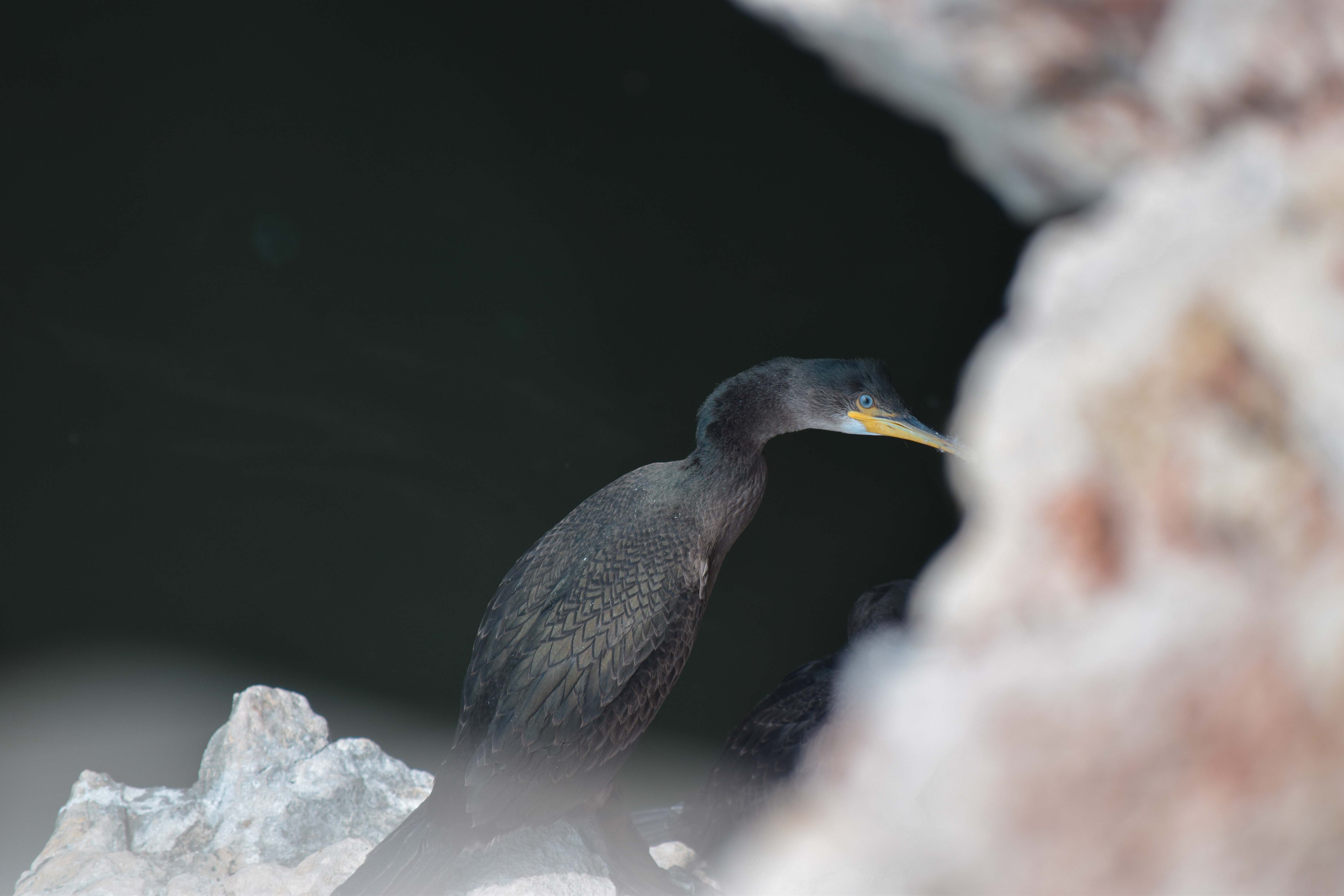 A bigger black bird with a yellow beak perched near the water.