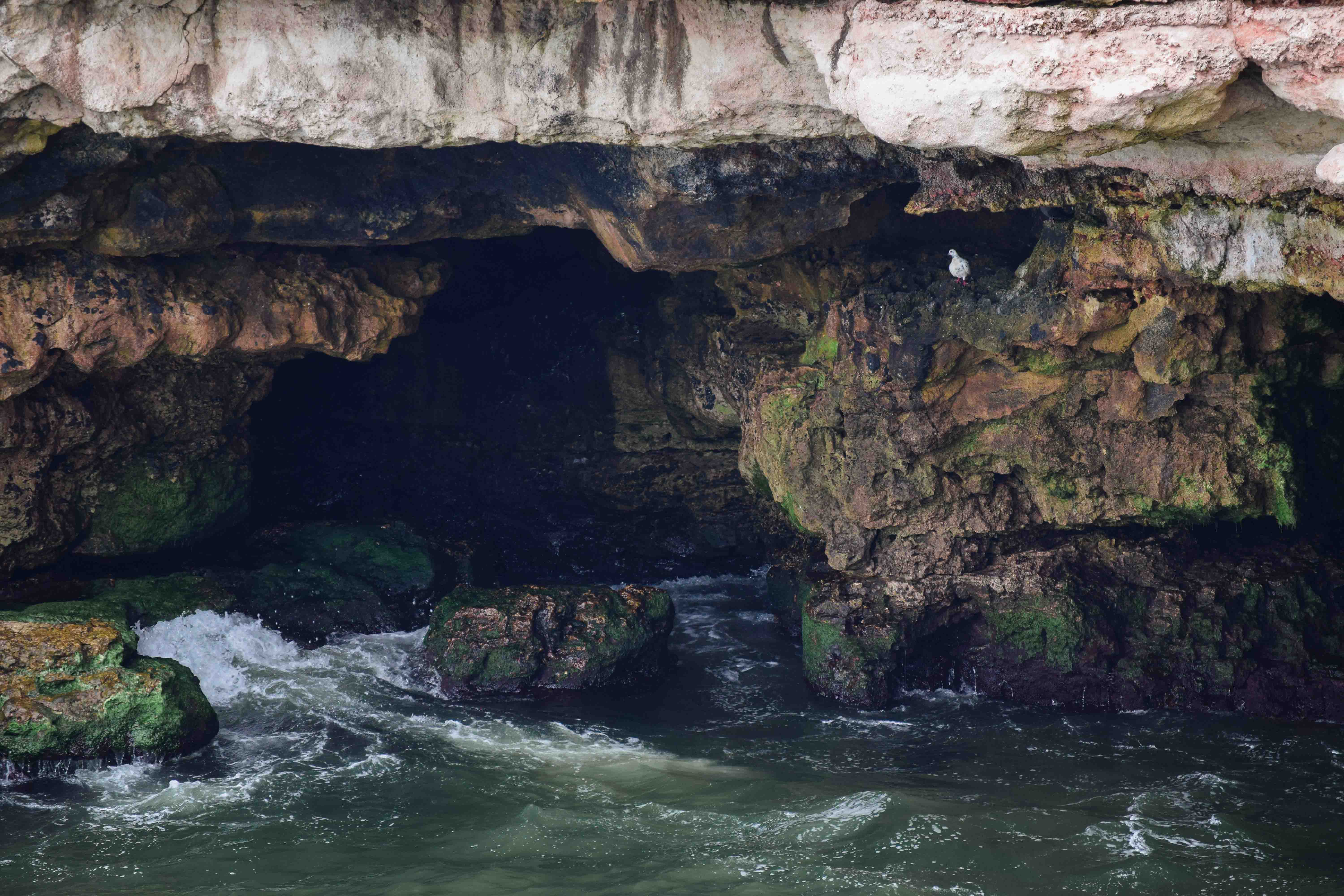 A white bird perched in the cliffside with the water underneath.