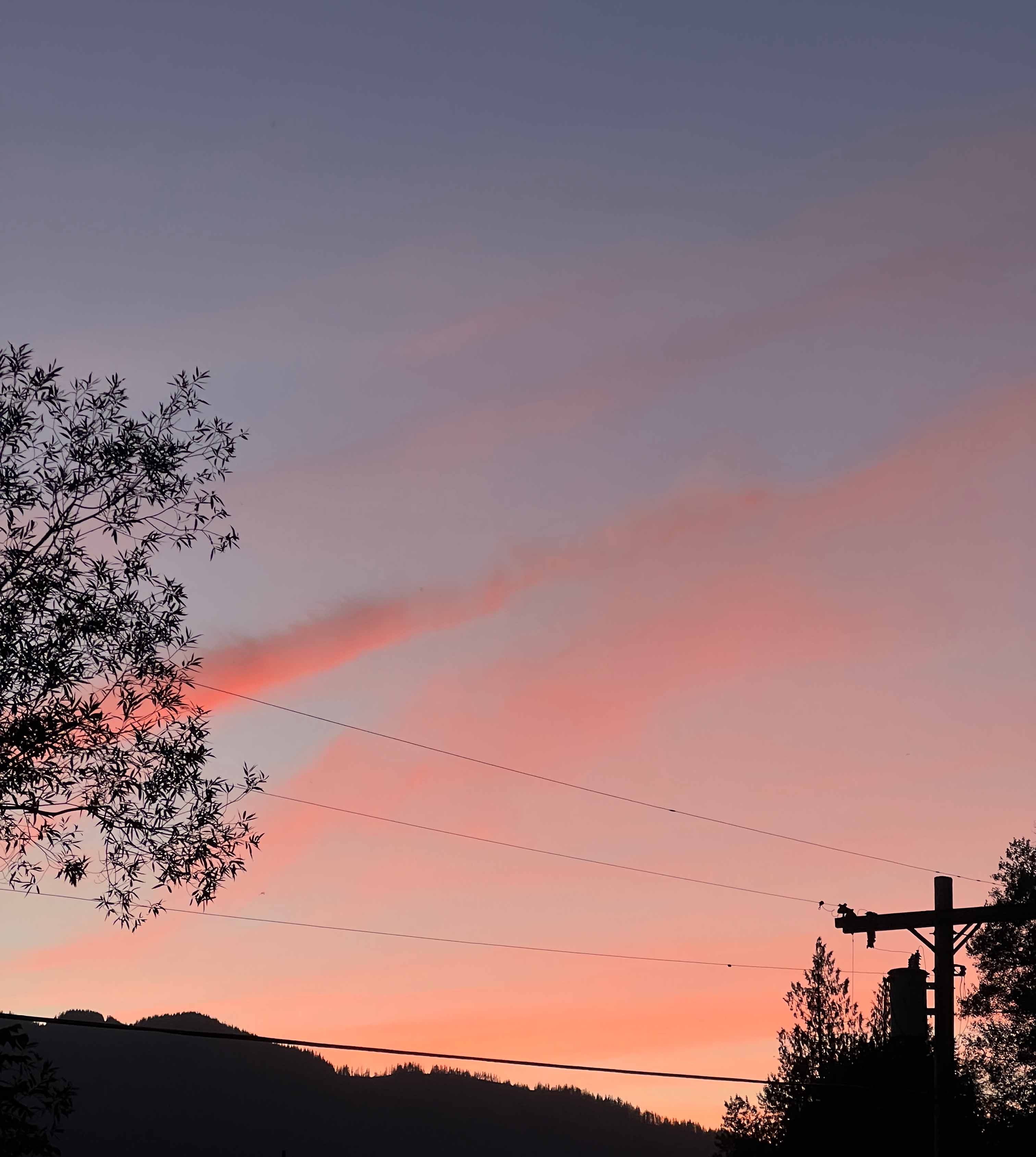 The sunset sky silhouetting a tree and telephone pole.